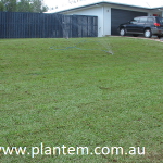 Front Buffalo Grass Lawn