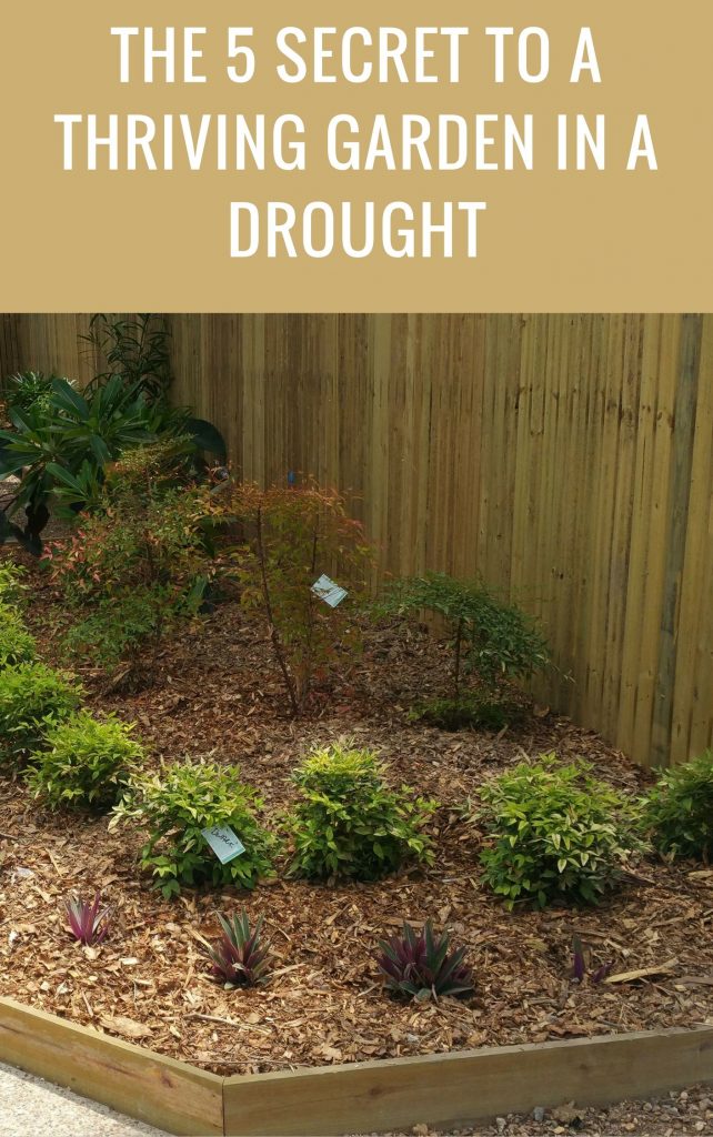 The 5 secrets to a thriving garden during a drought. - plantem.com.au