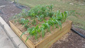 Small vegetable patch with mulch and seedlings