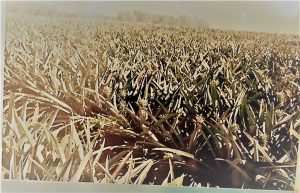 Pineapple plantation on the Crabb farm at Rollingstone