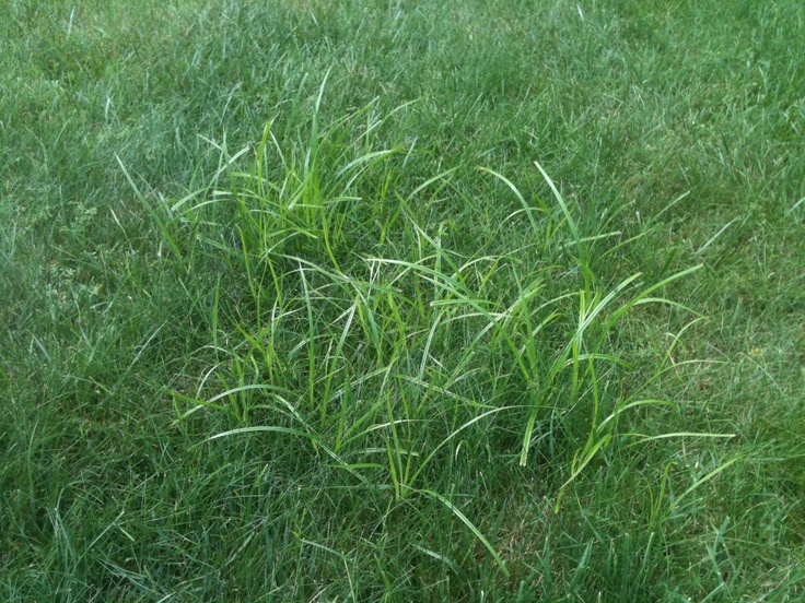 nut grass in lawn